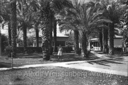 Degania Under the palm trees